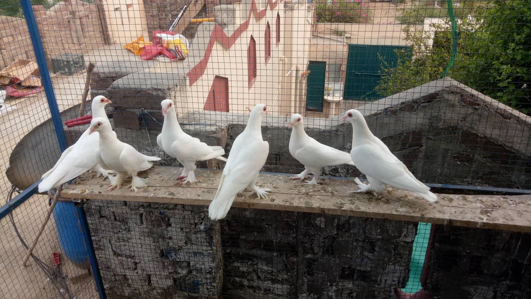 فینسی بریڈر جوڑے  مختلف پرائز میں دستیاب ہیں 5