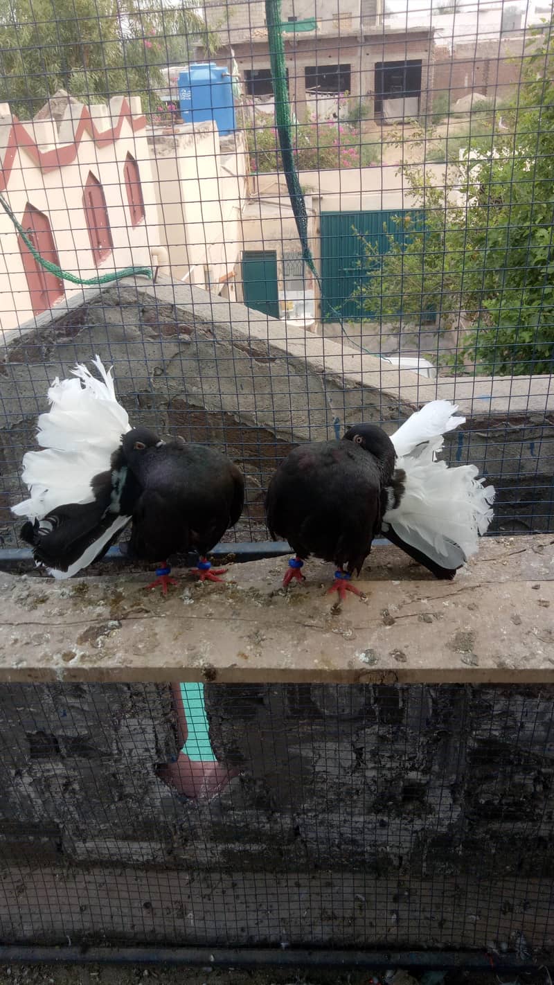 فینسی بریڈر جوڑے  مختلف پرائز میں دستیاب ہیں 6