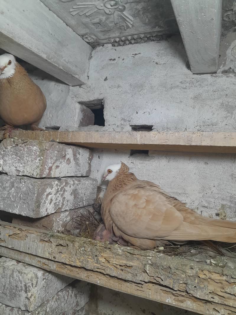 فینسی بریڈر جوڑے  مختلف پرائز میں دستیاب ہیں 9