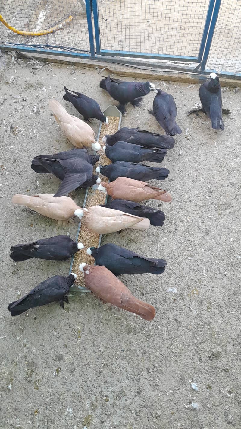 فینسی بریڈر جوڑے  مختلف پرائز میں دستیاب ہیں 10