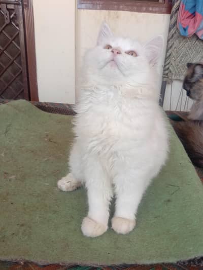 Females Persian Cats