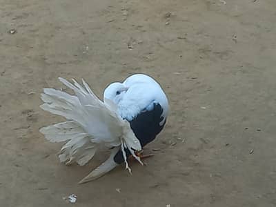 Black saddle young pair
