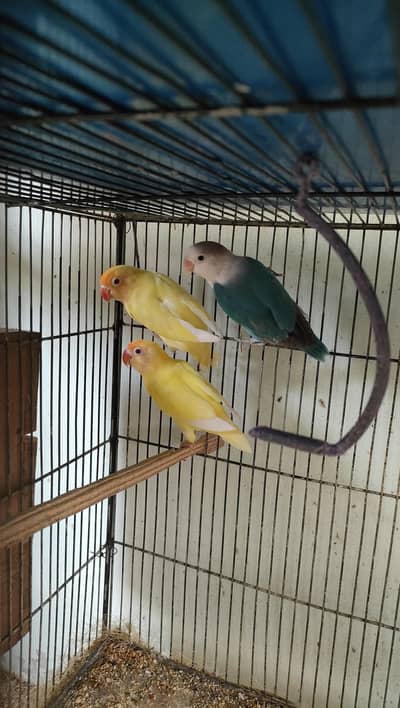 Palefallow pallid cremaino ino splits