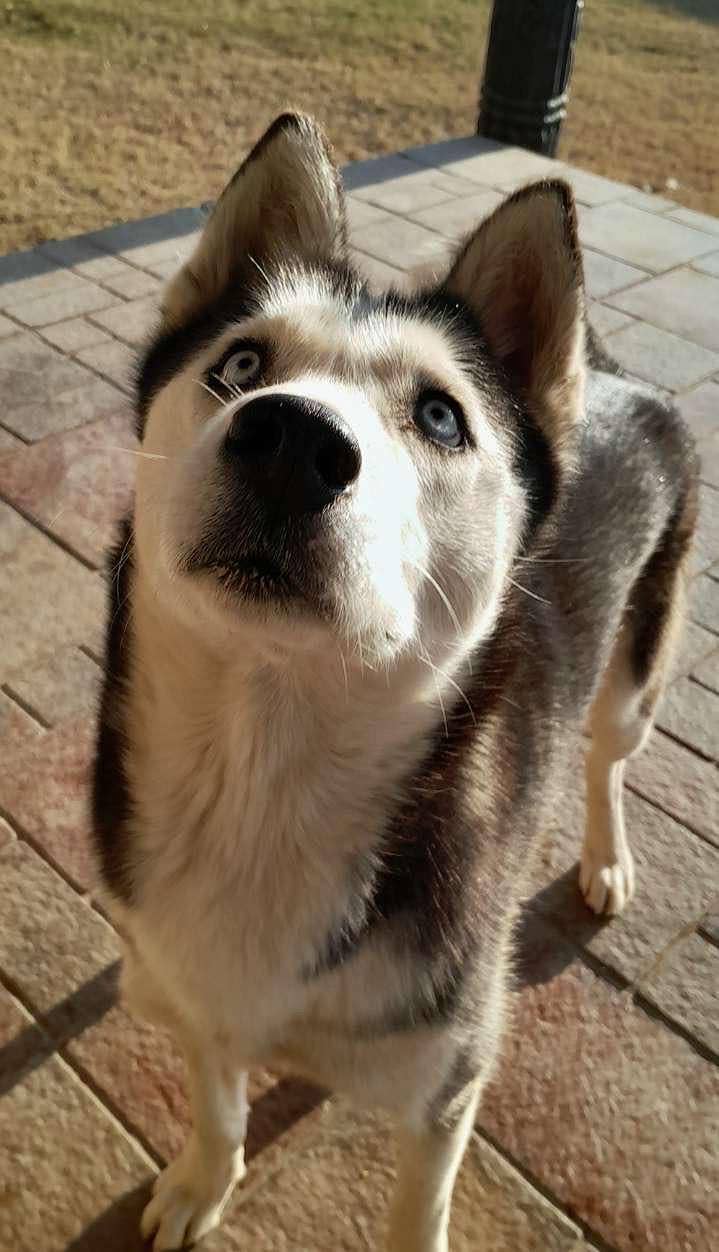 Husky 0