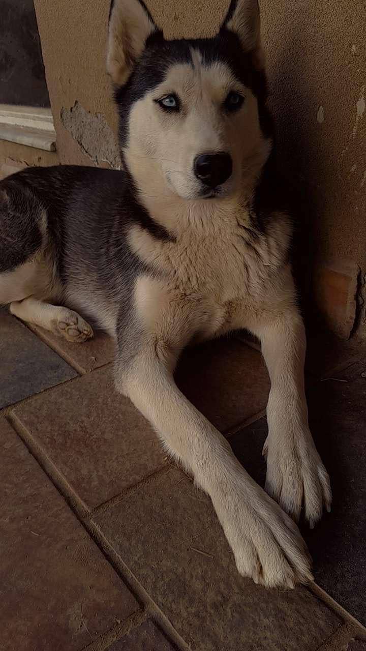 Husky 2