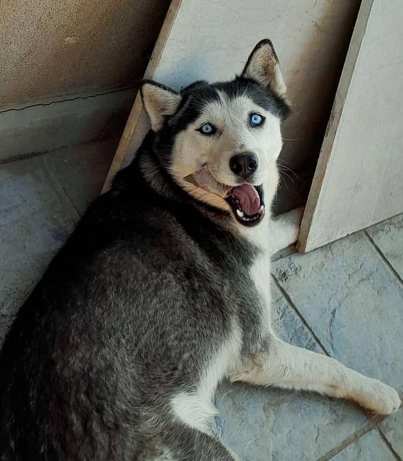 Husky 3