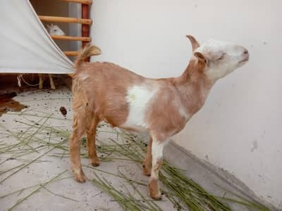 Teddy Male zero size color print