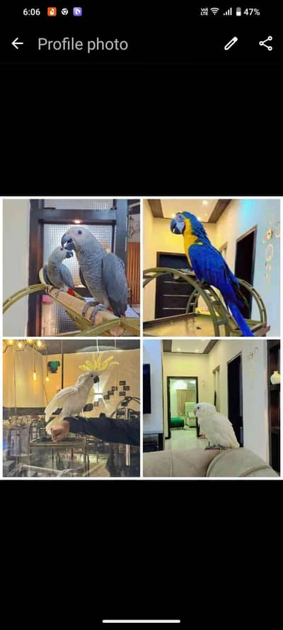 Pets With Vets