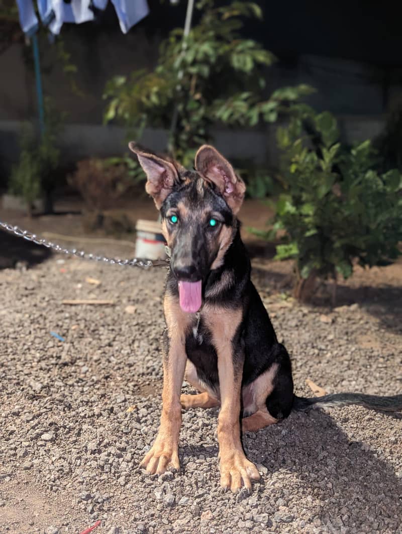 German shepherd 2