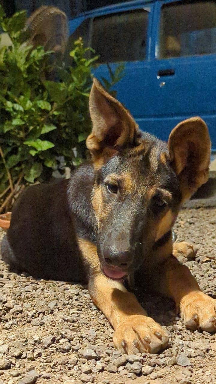 German shepherd 3