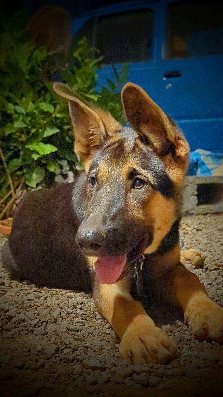 German shepherd 4