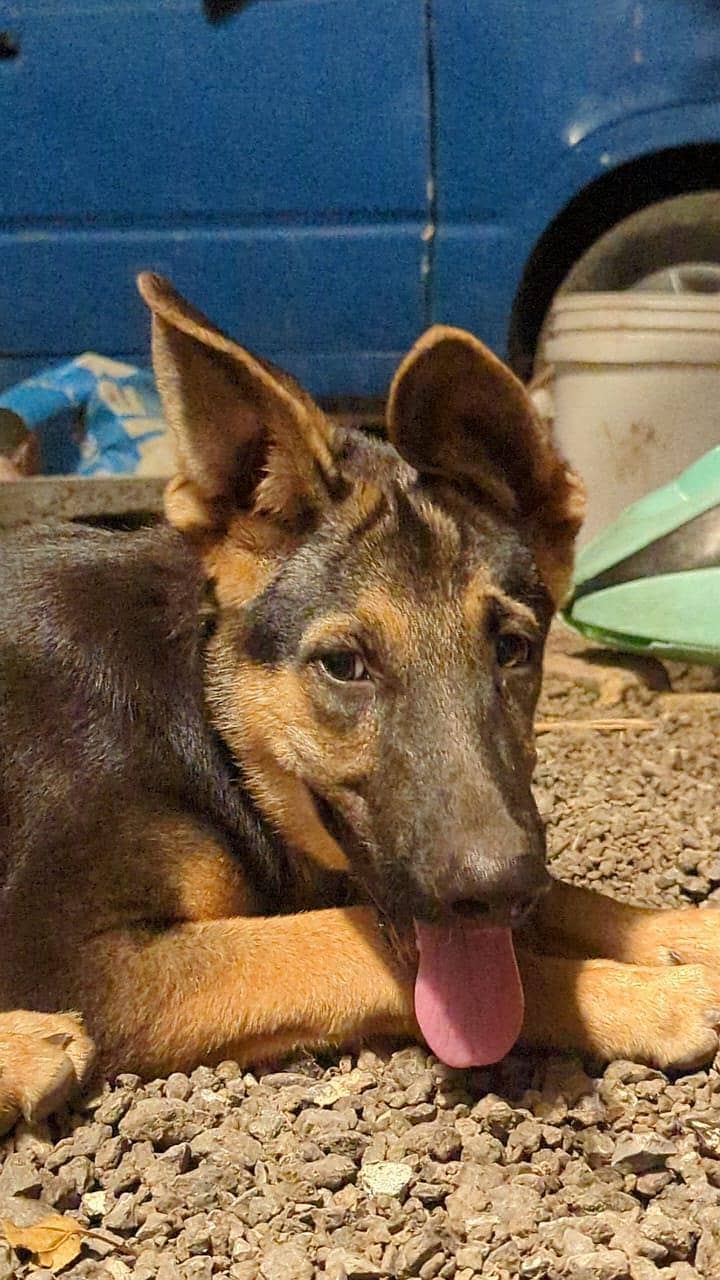 German shepherd 10