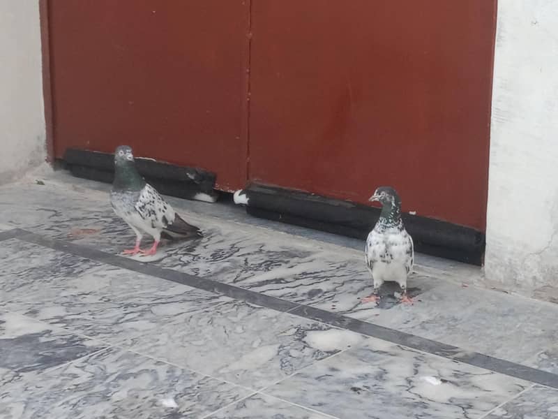 breader pair teddy 1