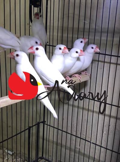 Silver White Fawn Java | Finches available