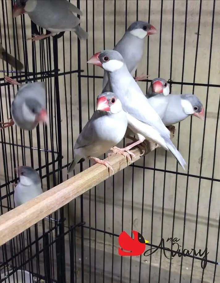 Silver White Fawn Java | Finches available — photo 2