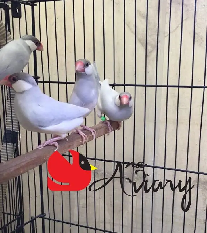 Silver White Fawn Java | Finches available — photo 3