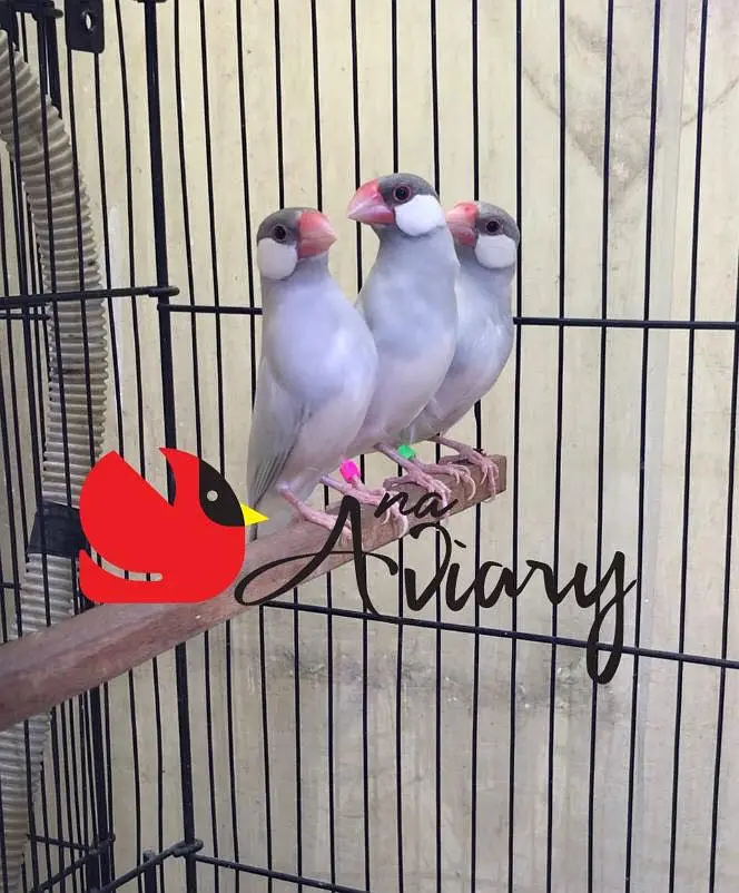 Silver White Fawn Java | Finches available — photo 5