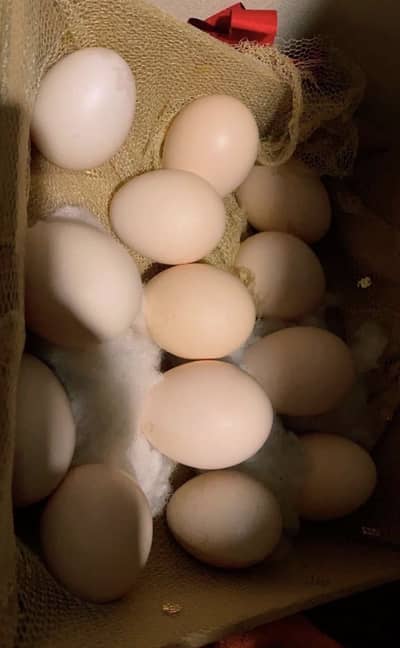 Heera Aseel Eggs