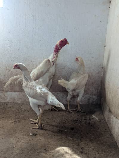 o shamo aseel pure king size