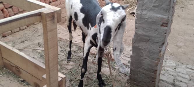 goat milk for sale