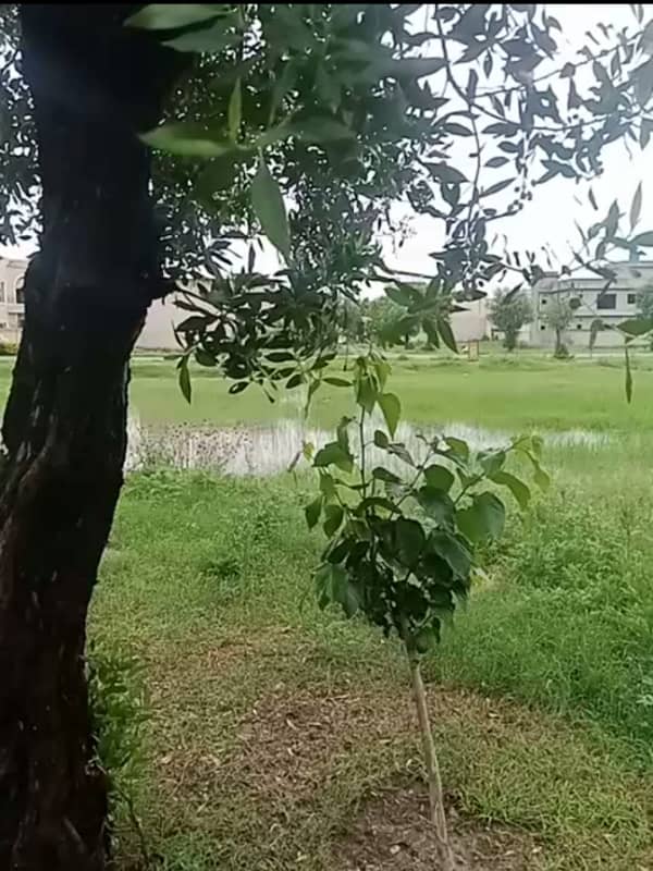 10 Marla Plot Is Avalabel In Grand Avenue. 6