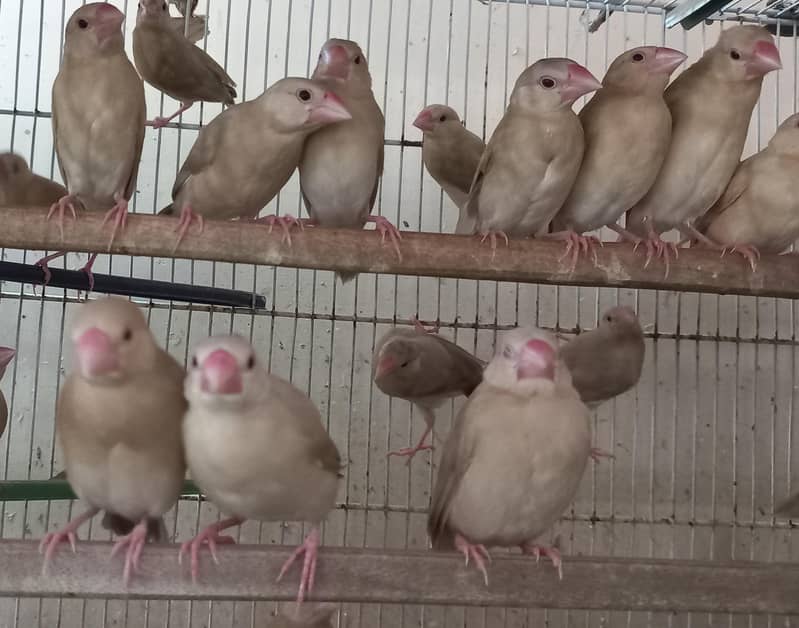 Fawn Java Chicks --- 03340998210 1