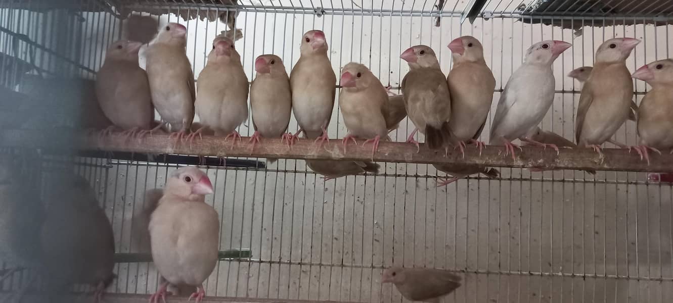 Fawn Java Chicks --- 03340998210 2