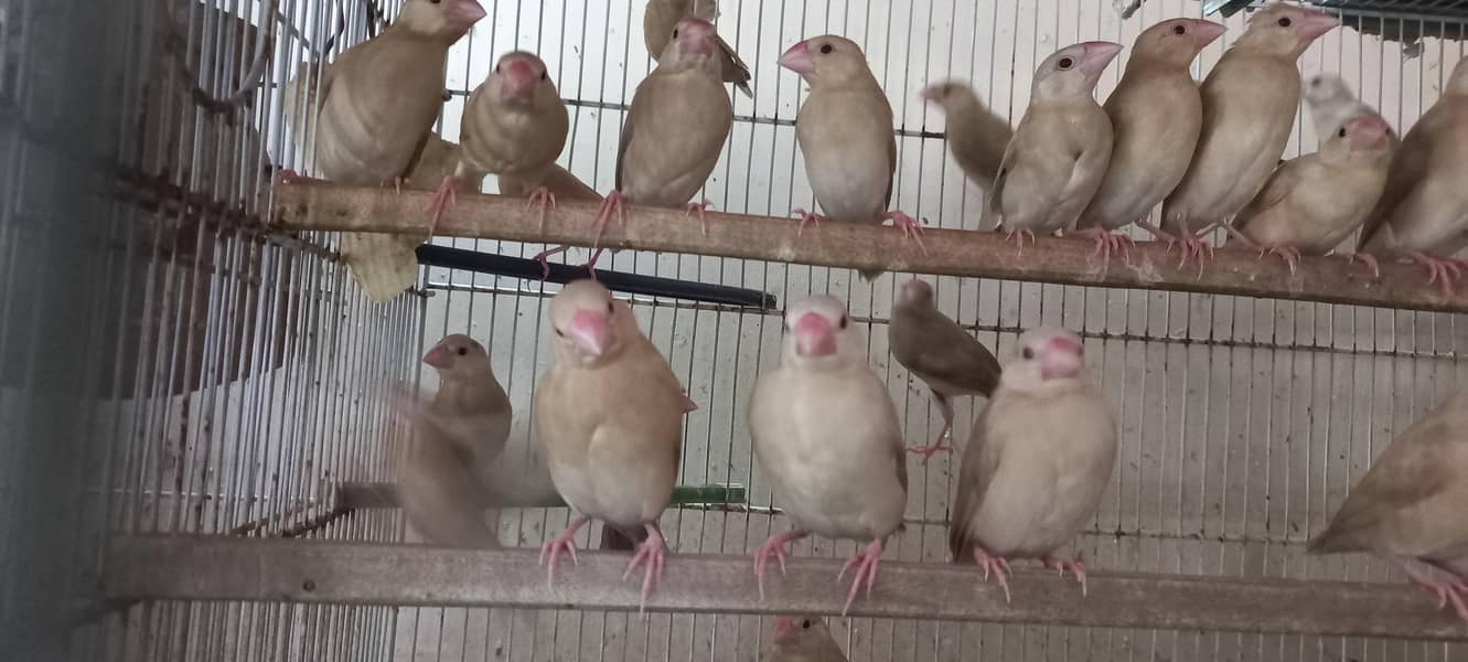 Fawn Java Chicks --- 03340998210 3