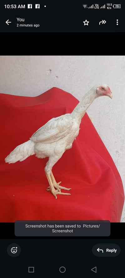 shamo murgi madi for sale price 20000