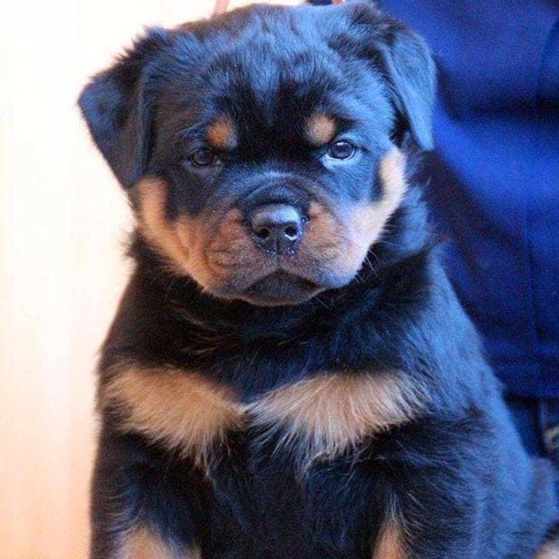 rottweiler puppies 03305406115 Dogs 1108076767