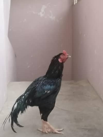 aseel lassani breeder