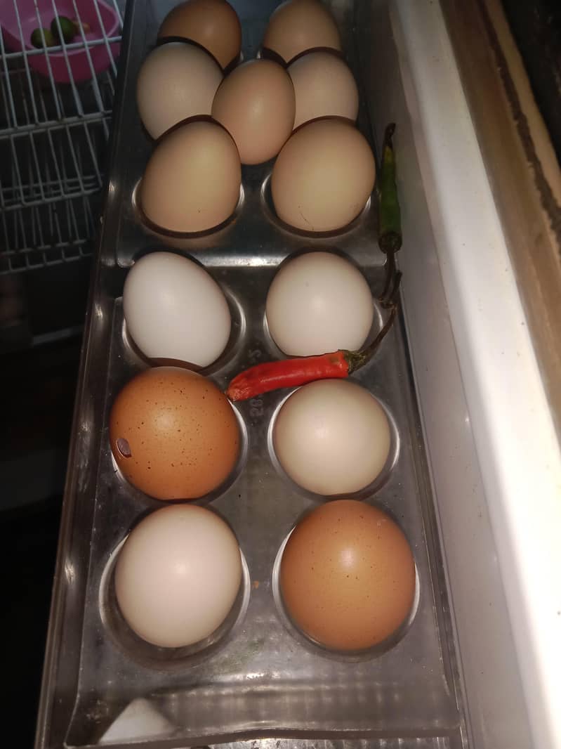 اب دیسی انڈے صرف 400 روپے درجن دستیاب ہیں۔ 0