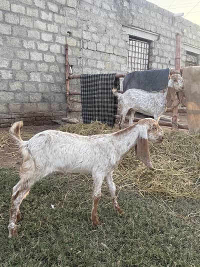Beetal Bakri | Bakri | دیسی بکری | Breeder Bakri | Goat | Taazi Soi