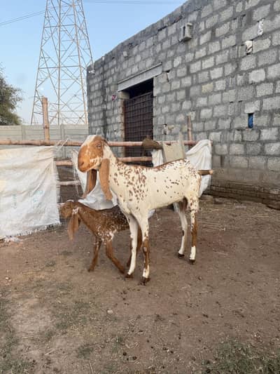 Beetal Bakri | Bakri | دیسی بکری | Breeder Bakri | Goat | Taazi Soi