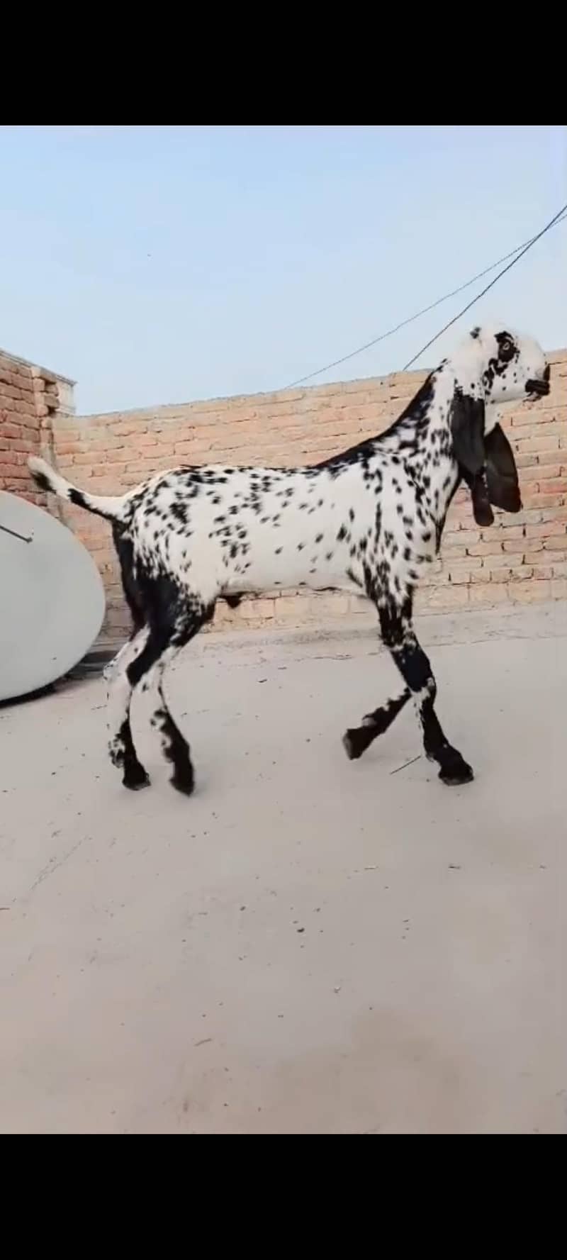 bakra 0