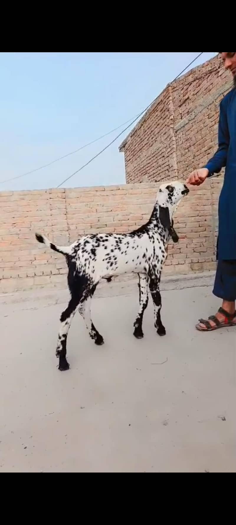 bakra 1