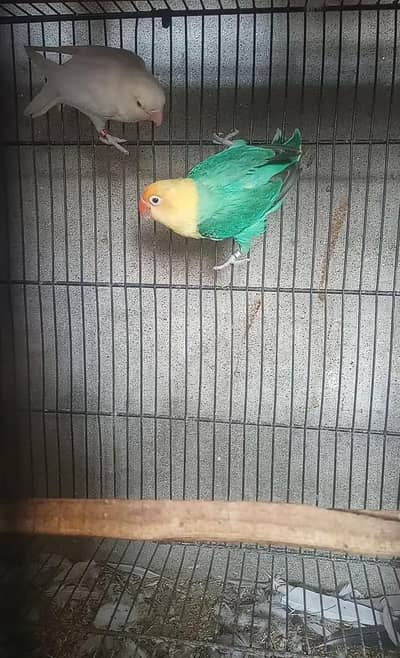 Cocktail lovebird