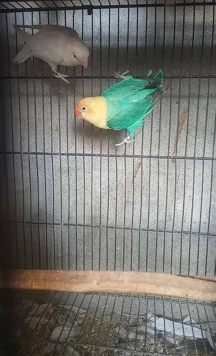 fawn java, lovebird 0