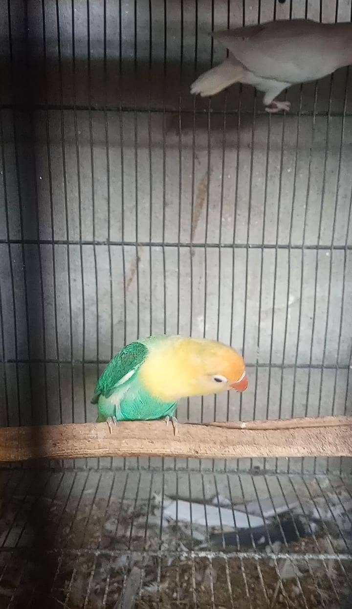 fawn java, lovebird 1