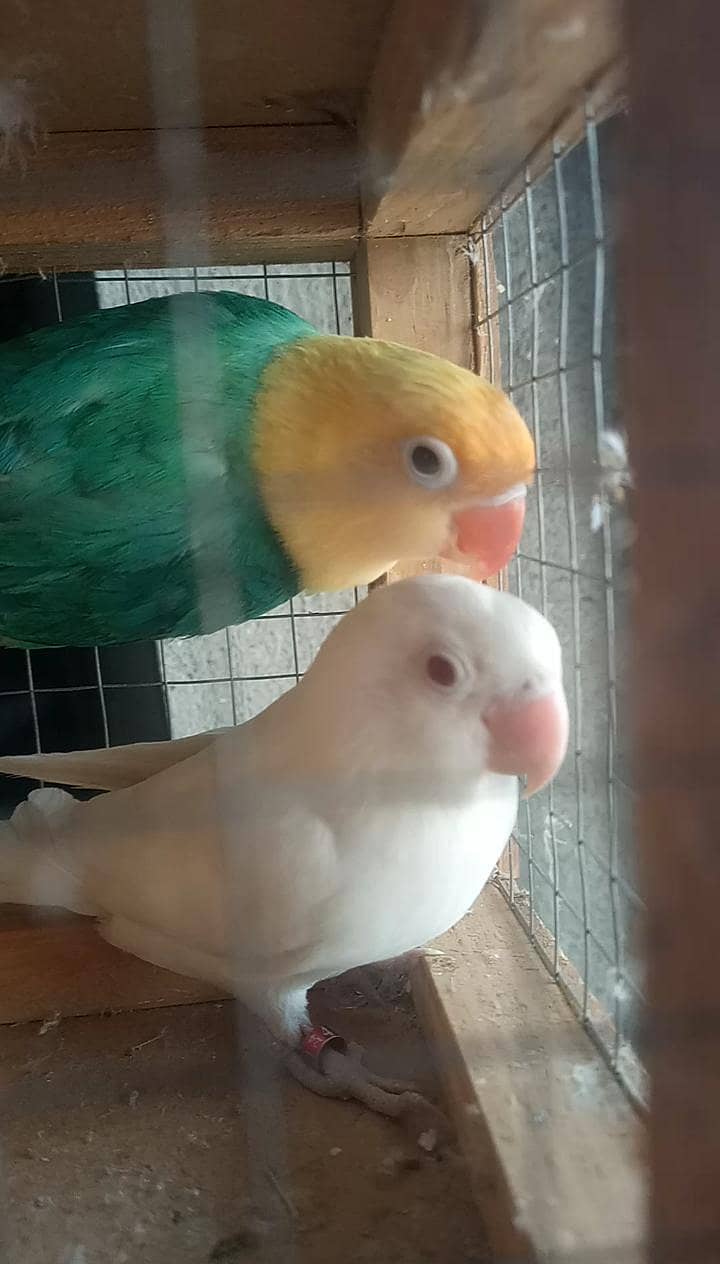 fawn java, lovebird 2