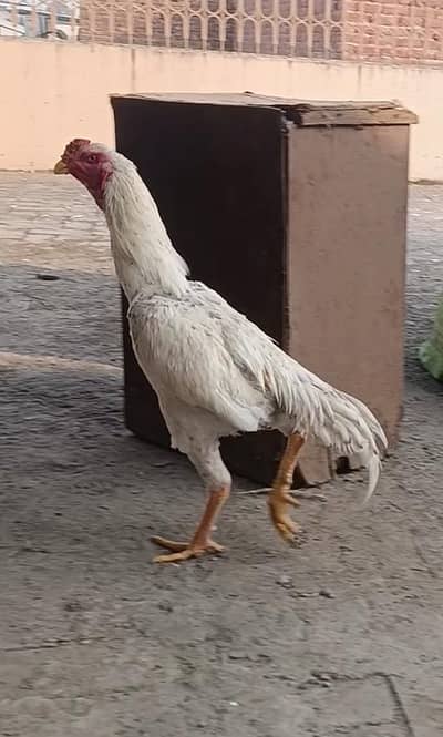 White shamo Aseel