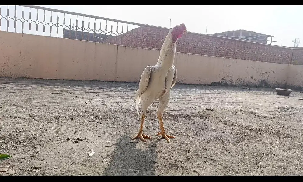 White shamo Aseel — photo 2