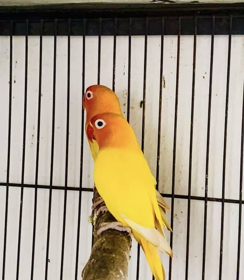 Lutino personata and Parblue Fisheri Parrots 1108091331