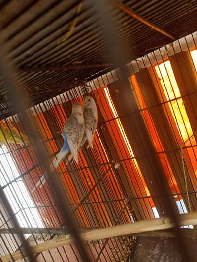 Budgie pairs 2 fellow red eyes pair and 1 pair ressesive pied  1femal
