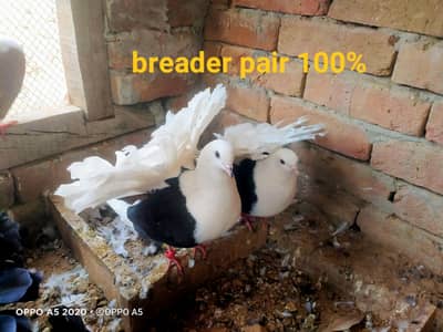 black saddle,red saddle yellow saddle pair