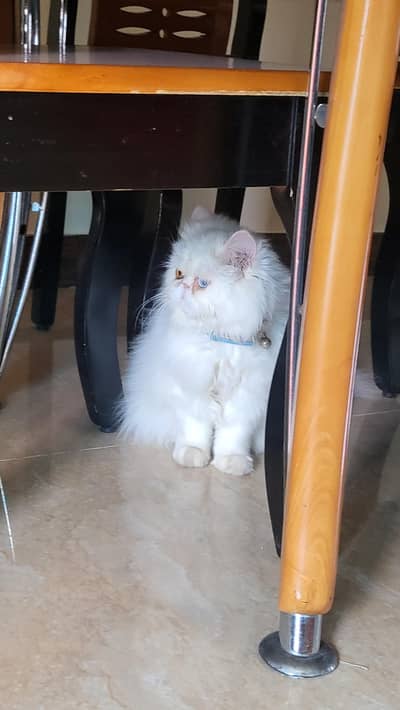 Peke Persian Punched face kitten