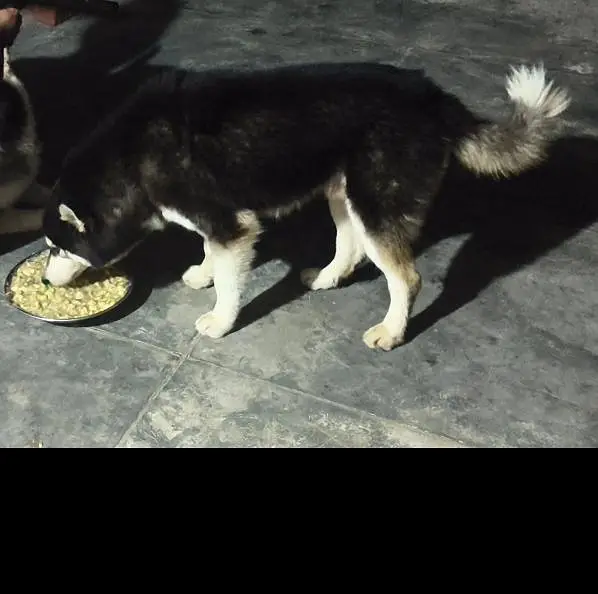 wonderful Siberian husky dog male female