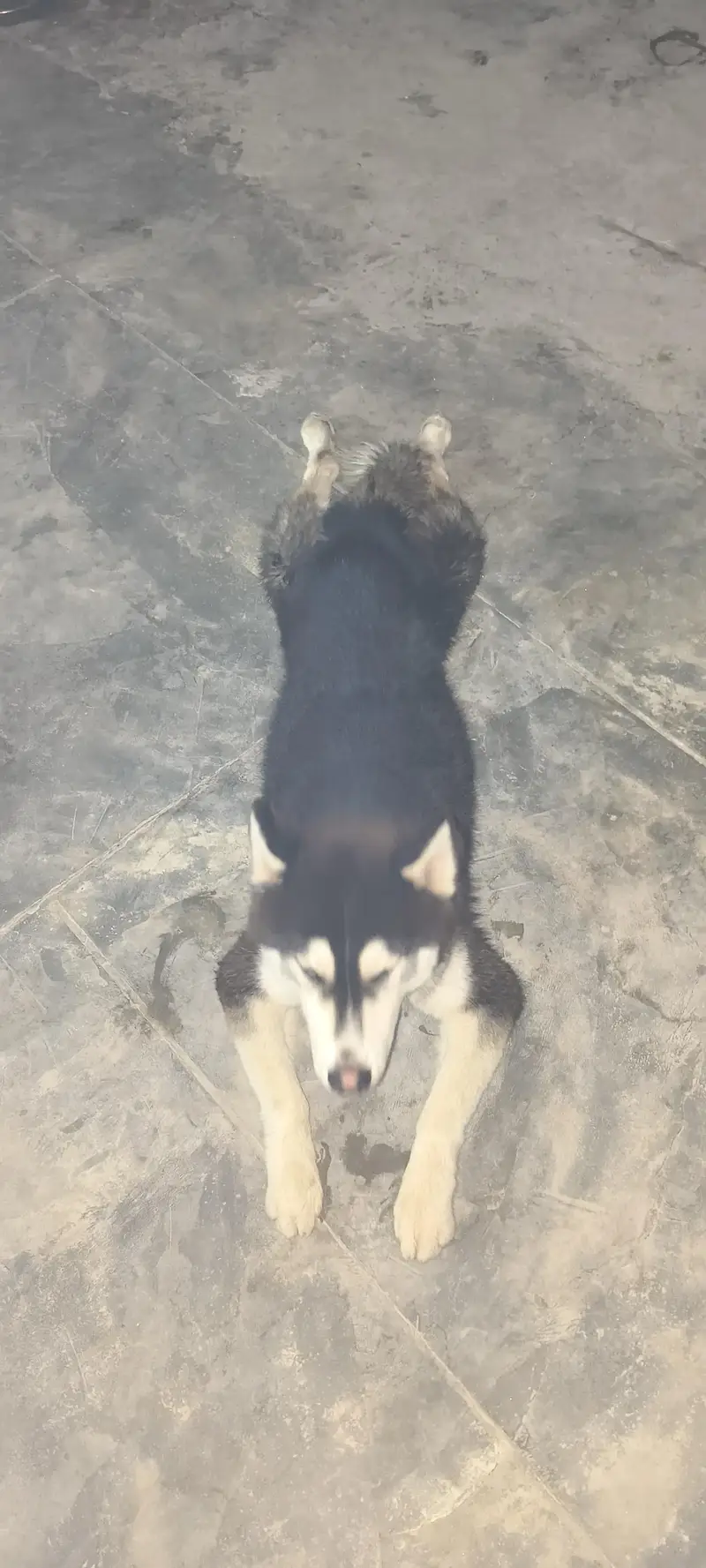 wonderful Siberian husky dog male female — photo 6