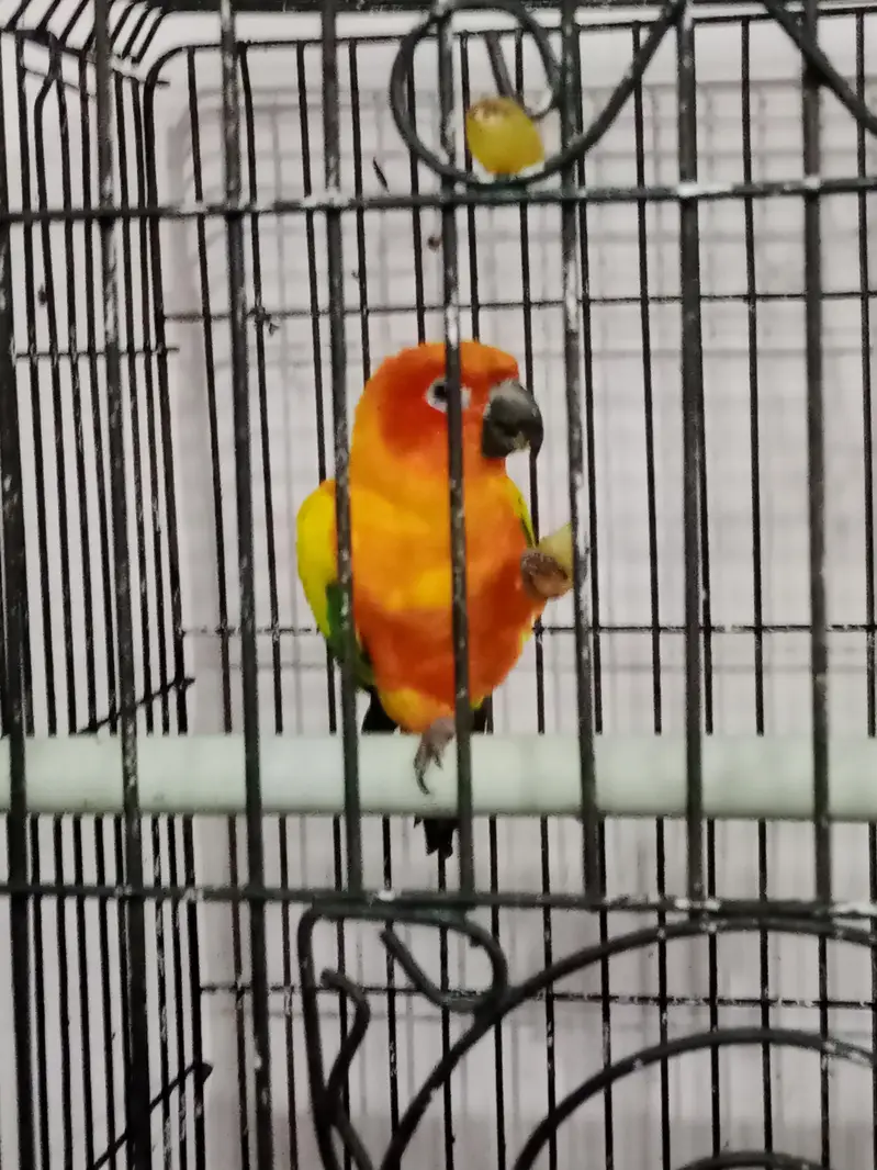 sun conure beautiful and playful bonded pair