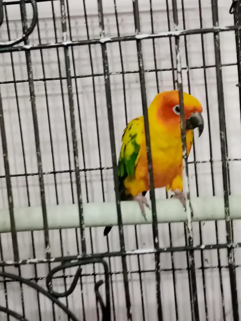 sun conure beautiful and playful bonded pair — photo 2